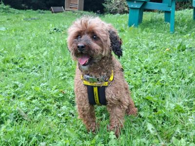 Maddie, a 4 years old female Poodle available for adoption from Dogs Trust in Devon