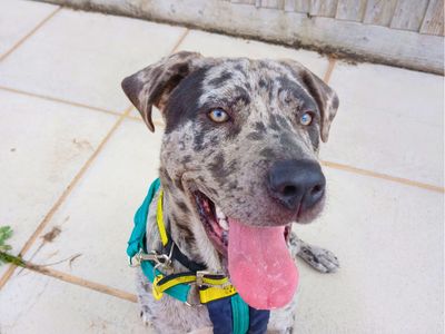 Calley, a 1 year old female Mastiff available for adoption from Dogs Trust in Wiltshire