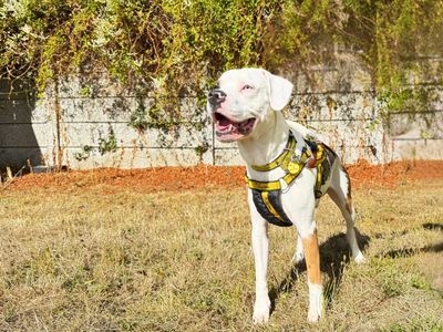 Winston, a 2 years old male Beagle X available for adoption from Dogs Trust in Wiltshire