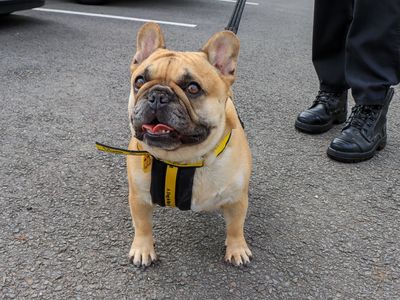 Muffin, a 3 years old female French Bulldog available for adoption from Dogs Trust in West Midlands