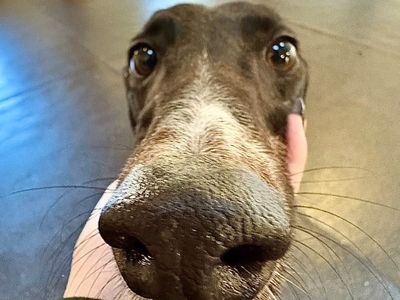 Barney, a 6 years old male Greyhound available for adoption from Dogs Trust in Shropshire
