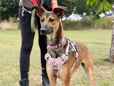 Dollie, a 1 year old female Lurcher X available for adoption from Dogs Trust in West Yorkshire