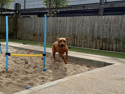 Koda, a 1 year old male Labrador available for adoption from Dogs Trust in Wales