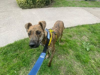 Vera, a 3 years old female Lurcher available for adoption from Dogs Trust in Shropshire