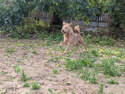 Beagle, a 10 years old male Lakeland Terrier X available for adoption from Dogs Trust in Leicestershire