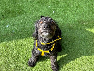 Lola, a 6 years old female Miniature Poodle X English Springer Spaniel available for adoption from Dogs Trust in Scotland
