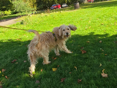 Bertie, a 4 years old male Poodle X available for adoption from Dogs Trust in Scotland