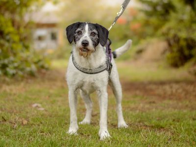Alfie, a 9 years old male Pointer X available for adoption from Dogs Trust in Warwickshire