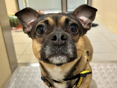 Bonnie, a 3 years old female Jack Russell Terrier X Pug available for adoption from Dogs Trust in Northern Ireland