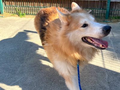 Chunk, a 9 years old male German Shepherd available for adoption from Dogs Trust in Kent