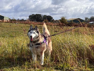 Lisha, a 8 years old female Siberian Husky X available for adoption from Dogs Trust in Norfolk