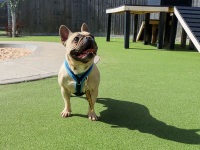 Harry, a 7 years old male French Bulldog available for adoption from Dogs Trust in West Midlands