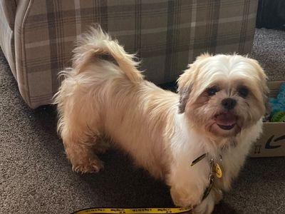 Coco, a 5 years old female Shih Tzu available for adoption from Dogs Trust in Greater Manchester