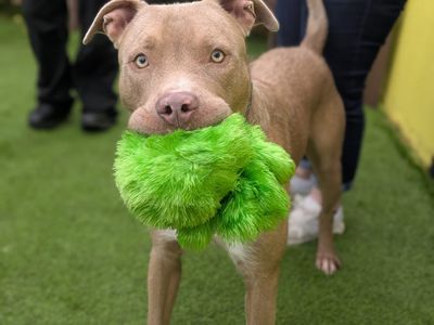 Blaze, a 1 year old male Irish Wolfhound X available for adoption from Dogs Trust in Scotland
