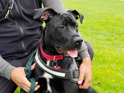 Bean, a 1 year old male Staffordshire Bull Terrier X available for adoption from Dogs Trust in West Yorkshire