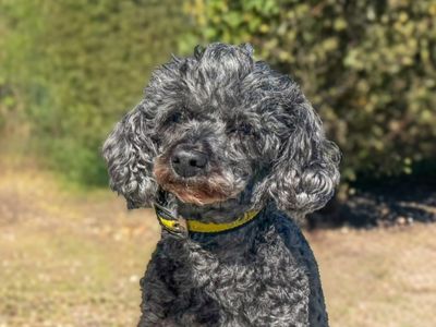 Bubble, a 8 years old female Poodle available for adoption from Dogs Trust in Essex