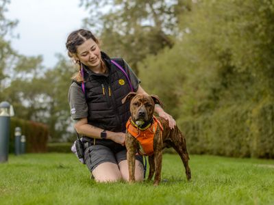 Toffee, a 2 years old male Staffordshire Bull Terrier X available for adoption from Dogs Trust in Warwickshire