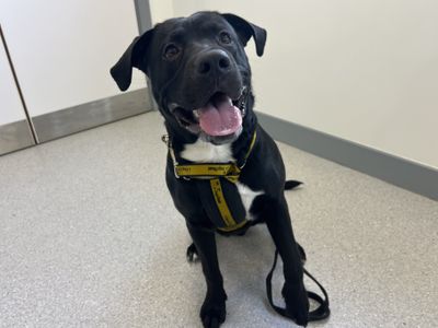 Finn, a 1 year old male Labrador X available for adoption from Dogs Trust in Northern Ireland