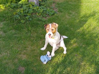 Bruno, a 8 years old male Jack Russell Terrier available for adoption from Dogs Trust in Essex