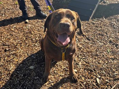 Remy, a 7 years old female Labrador available for adoption from Dogs Trust in Merseyside