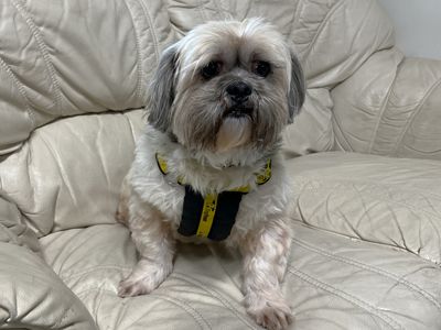 Rambo, a 11 years old male Lhasa Apso available for adoption from Dogs Trust in Kent