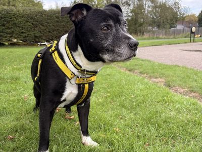 Benson, a 12 years old male Staffordshire Bull Terrier available for adoption from Dogs Trust in Shropshire