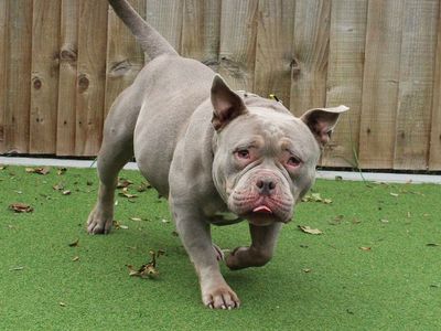 Jadah, a 3 years old female Pocket Bully available for adoption from Dogs Trust in West Midlands