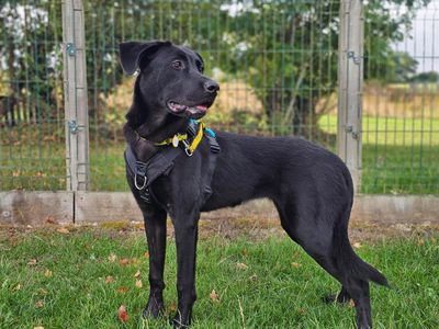 Nelly, a 1 year old female Labrador X available for adoption from Dogs Trust in Berkshire
