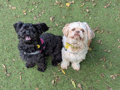 Midnyte Star, a 1 year old female Shih Tzu available for adoption from Dogs Trust in Merseyside