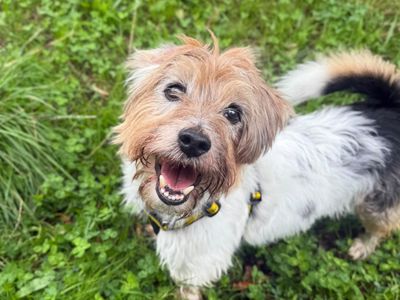 Woody & Jessie, a 11 years old male Yorkshire Terrier X available for adoption from Dogs Trust in Shropshire