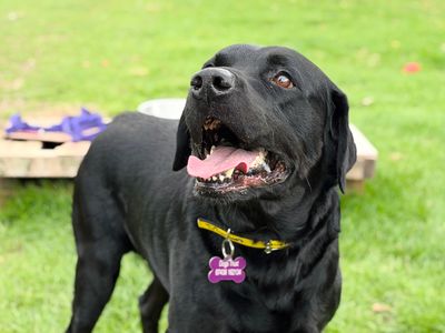 Will, a 7 years old male Labrador X available for adoption from Dogs Trust in West Yorkshire
