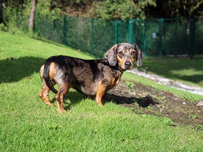 Oscar, a 4 years old male Dachshund available for adoption from Dogs Trust in Merseyside