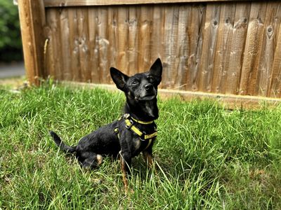Arlo, a 6 years old male Chihuahua X available for adoption from Dogs Trust in Wiltshire