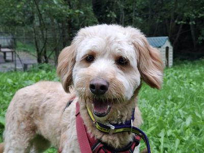 Tilly, a 2 years old female Poodle X Collie available for adoption from Dogs Trust in Devon