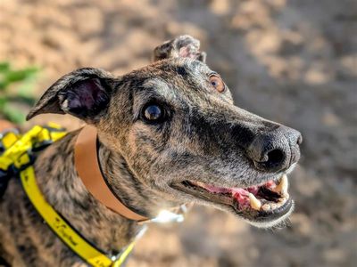 Tucker, a 5 years old male Greyhound available for adoption from Dogs Trust in Wales
