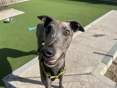 Cam, a 5 years old male Greyhound available for adoption from Dogs Trust in Wales