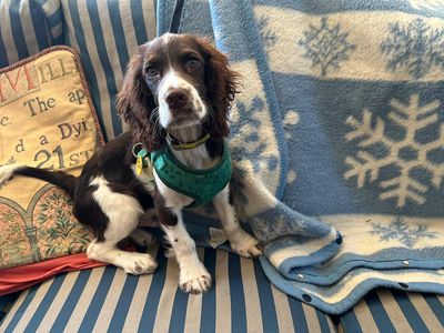 Duke, a 4 years old male English Springer Spaniel available for adoption from Dogs Trust in Wales