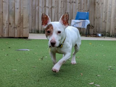Croissant, a 6 years old female Jack Russell Terrier available for adoption from Dogs Trust in West Midlands
