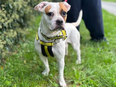 Smore, a 3 years old female Boxer X available for adoption from Dogs Trust in Norfolk