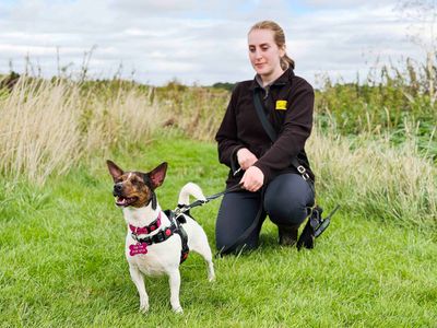 Poppy, a 3 years old female Jack Russell Terrier available for adoption from Dogs Trust in West Yorkshire