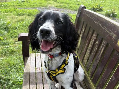Comet, a 1 year old female English Springer Spaniel available for adoption from Dogs Trust in Northern Ireland