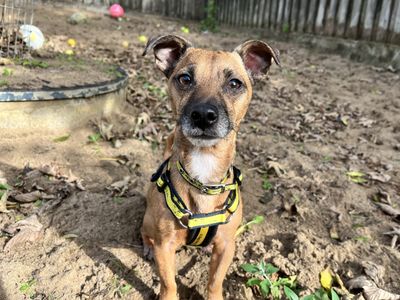 Barney, a 4 years old male Jack Russell Terrier available for adoption from Dogs Trust in Devon