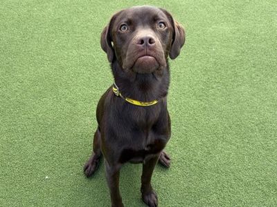 Paddy, a 1 year old male Collie X Labrador available for adoption from Dogs Trust in Wales