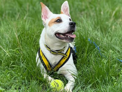 Lumi, a 2 years old female Staffordshire Bull Terrier X available for adoption from Dogs Trust in Shropshire