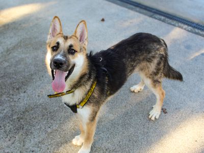 Brodie, a 1 year old male Siberian Husky X German Shepherd available for adoption from Dogs Trust in West Sussex