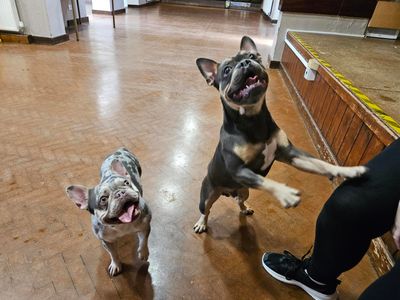 Rolo, a 11 years old male French Bulldog available for adoption from Dogs Trust in Shropshire