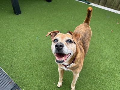 George, a 12 years old male Patterdale Terrier available for adoption from Dogs Trust in Wales