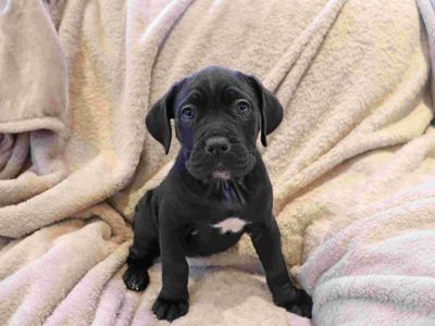 Oak, a 1 year old male Cane Corso X available for adoption from Dogs Trust in Scotland