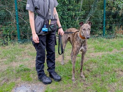 James, a 3 years old male Greyhound available for adoption from Dogs Trust in West Midlands