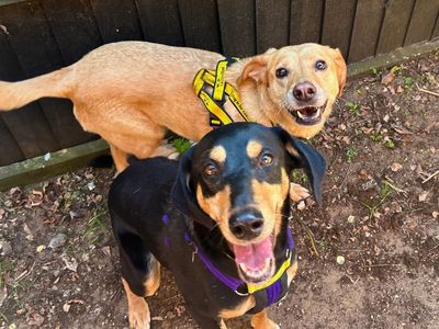 Lola Lab, a 5 years old female Labrador X available for adoption from Dogs Trust in Norfolk
